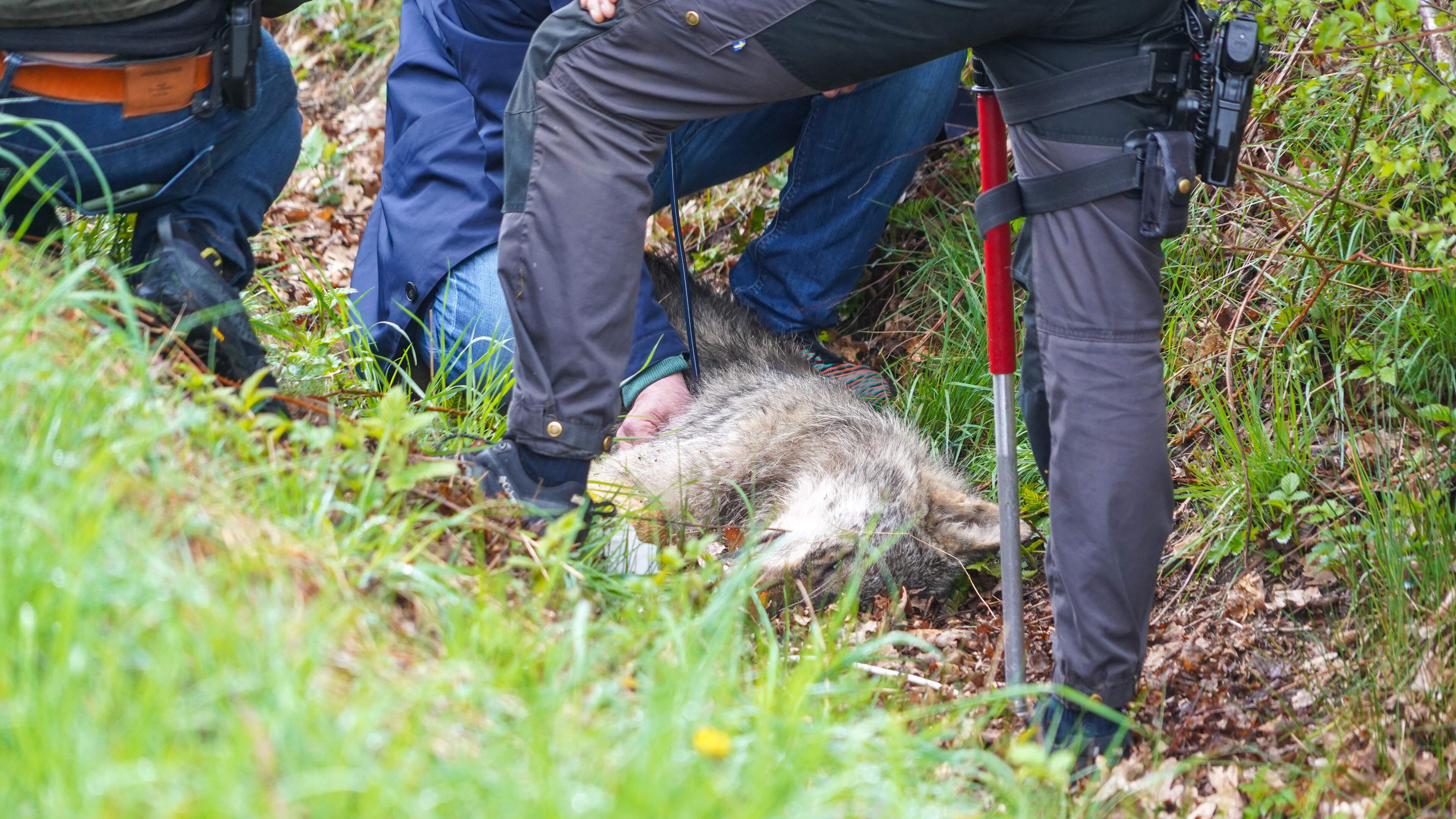 Boeren en jagers onder vuur om ’stropen van tientallen wolven’: ’Geen bewijs voor ongefundeerde verdachtmakingen’